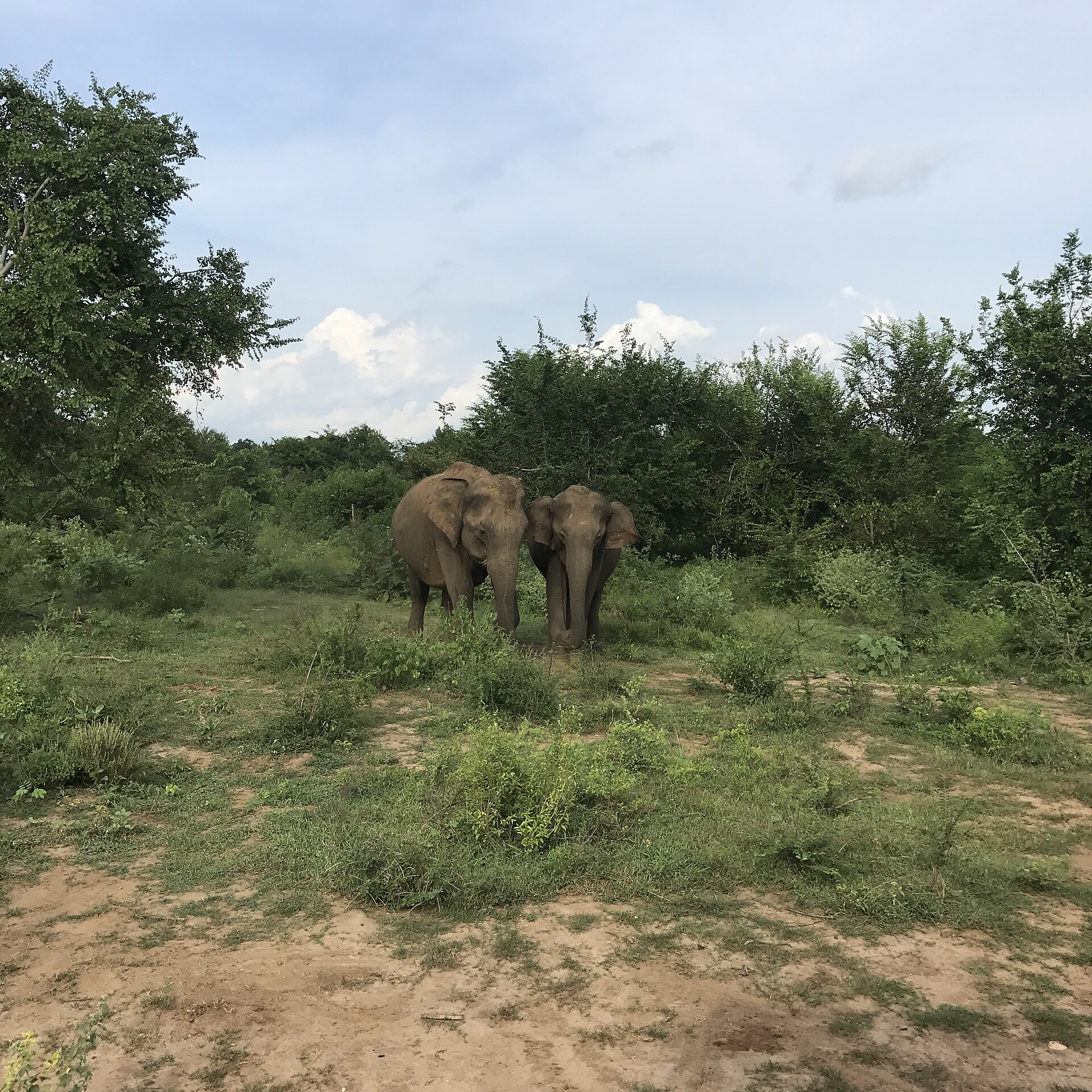 Two wild elephants standing among the scrub at Udawalawe National Park