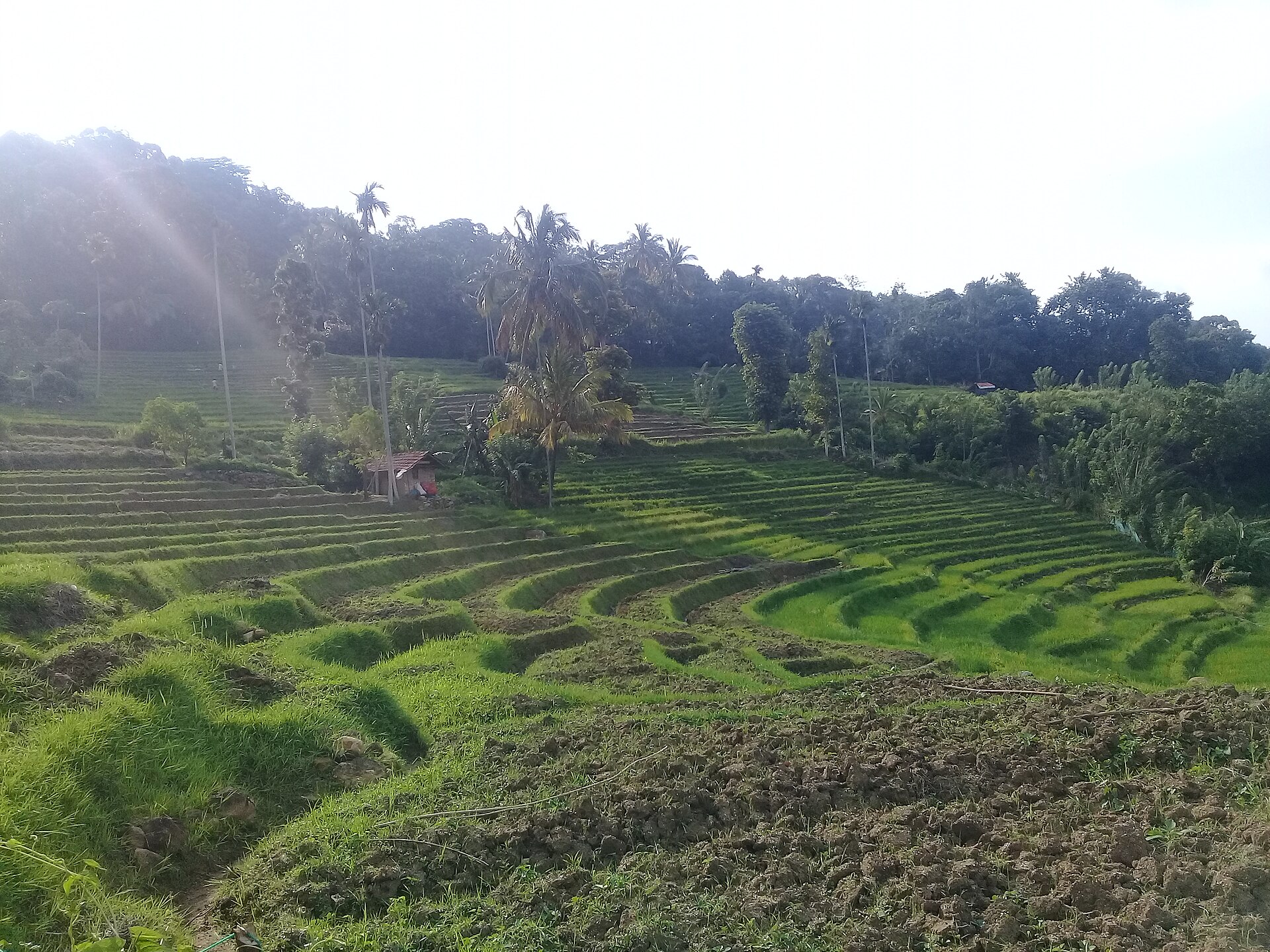 Terraced paddy fields glowing green in the morning light of the Sri Lankan hills