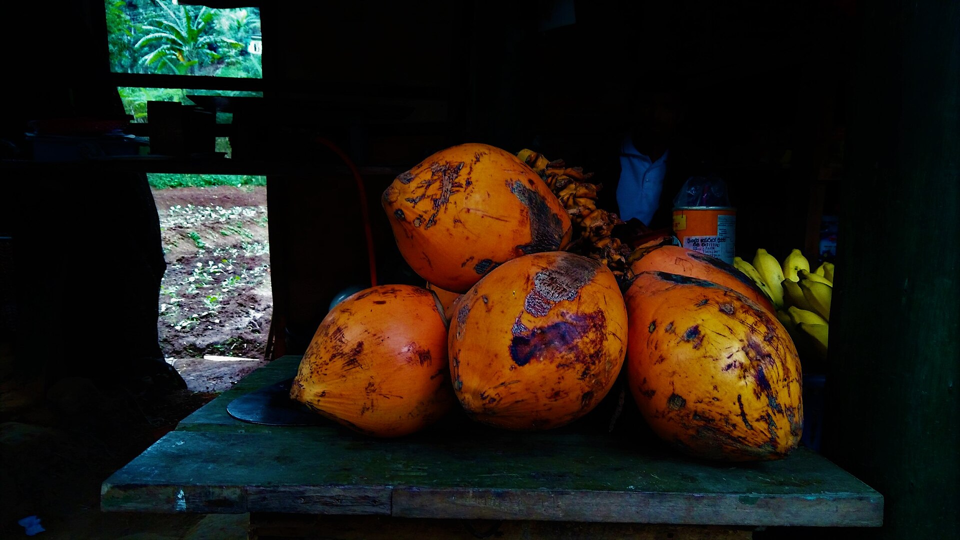 Golden king coconuts stacked at a roadside stall in Sri Lanka