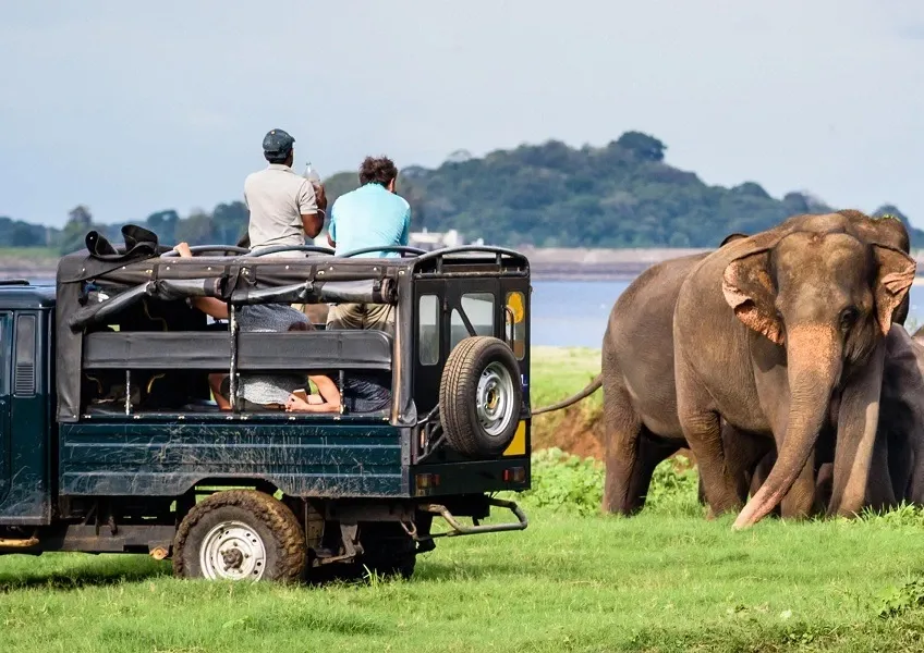 Yala Safari Adventure